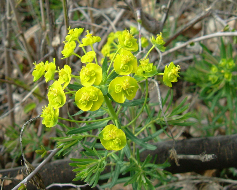 Euphorbia cyparissias / Euforbia cipressina